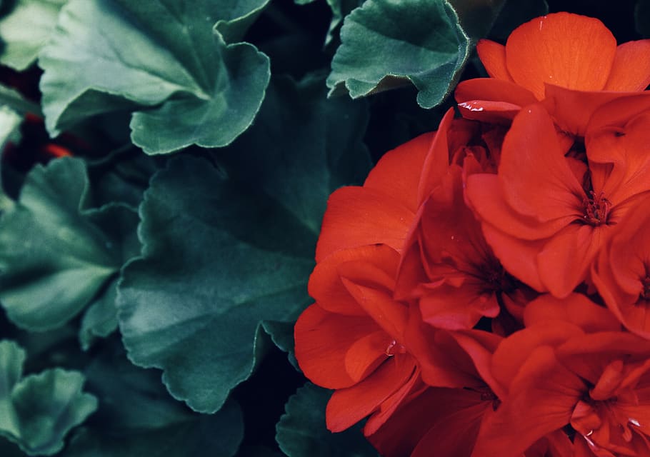green, red, flower, bloom, steam, leaf, flowers, leaves, stock HD wallpaper