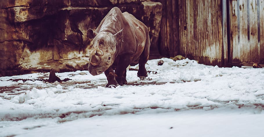gray rhino, wildlife, animal, mammal, zoo, rhinoceros, snow, africa HD wallpaper