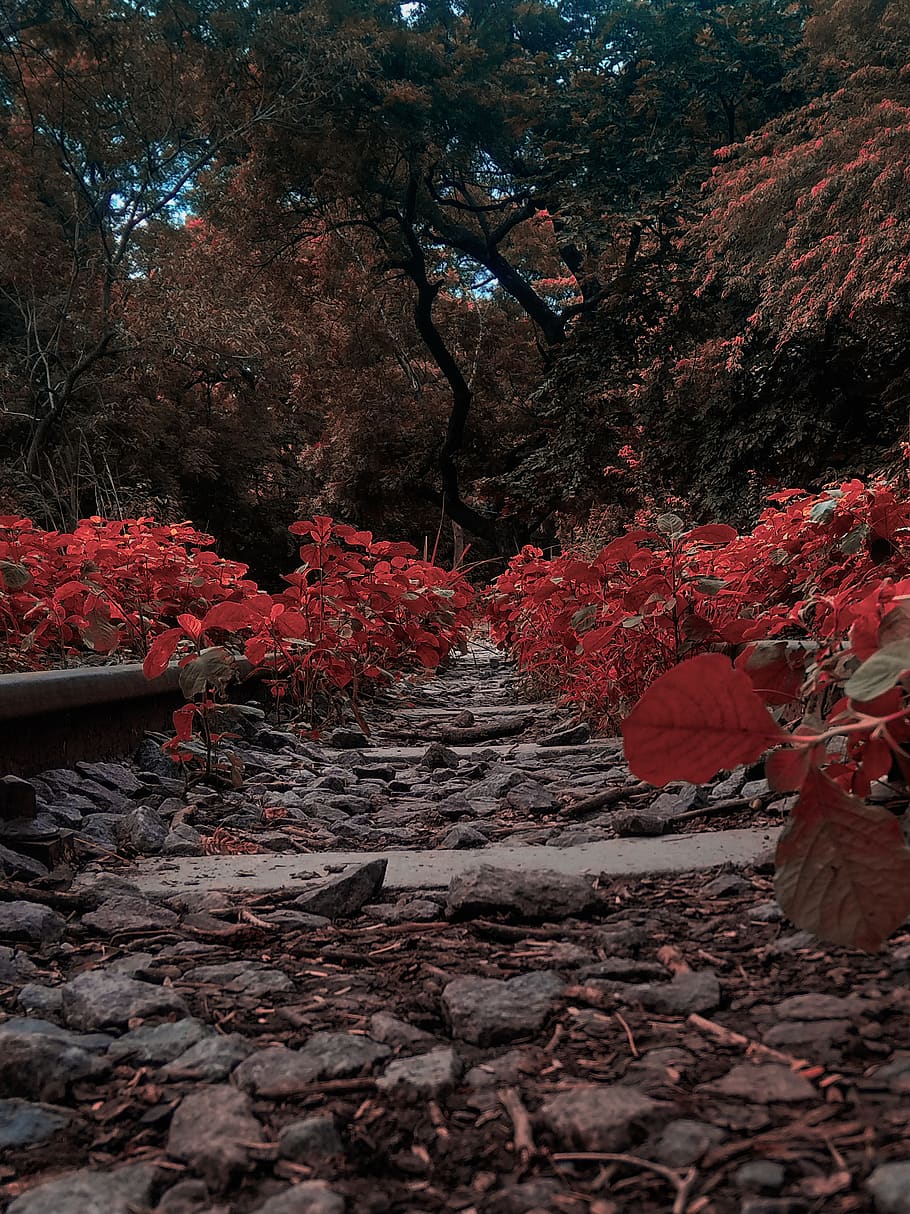 Pathway Filled With Red Plants, bright, color, daylight, environment HD wallpaper