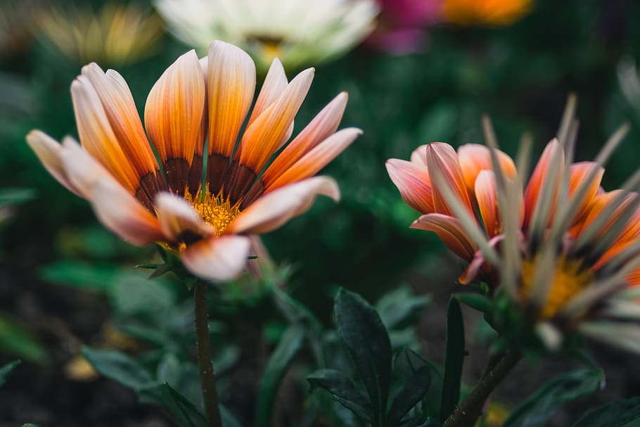 two pink petaled flowers, blossom, treasure flower, plant, flora HD wallpaper