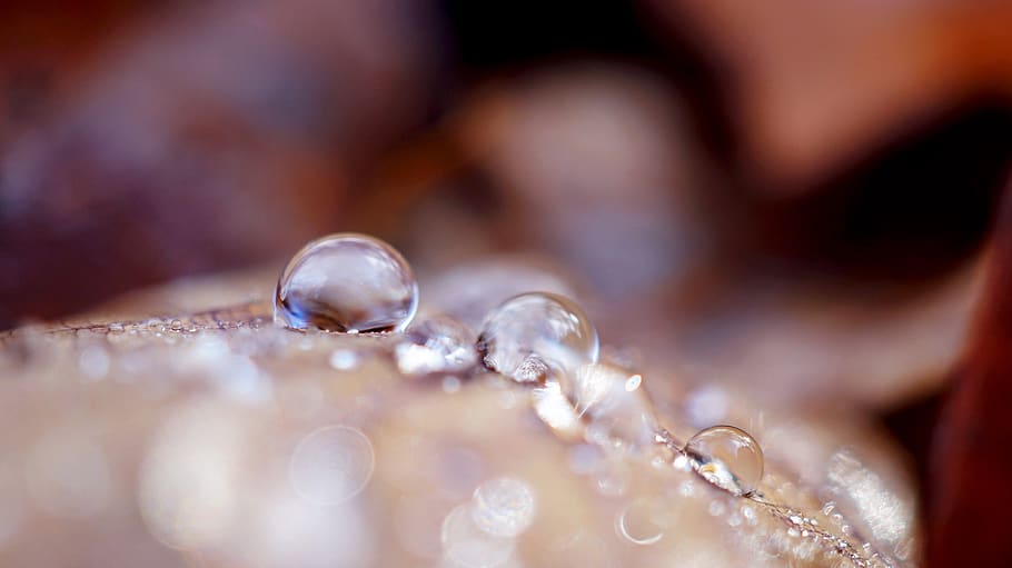 shiny, nature, background, close up, drop of water, macro photography HD wallpaper