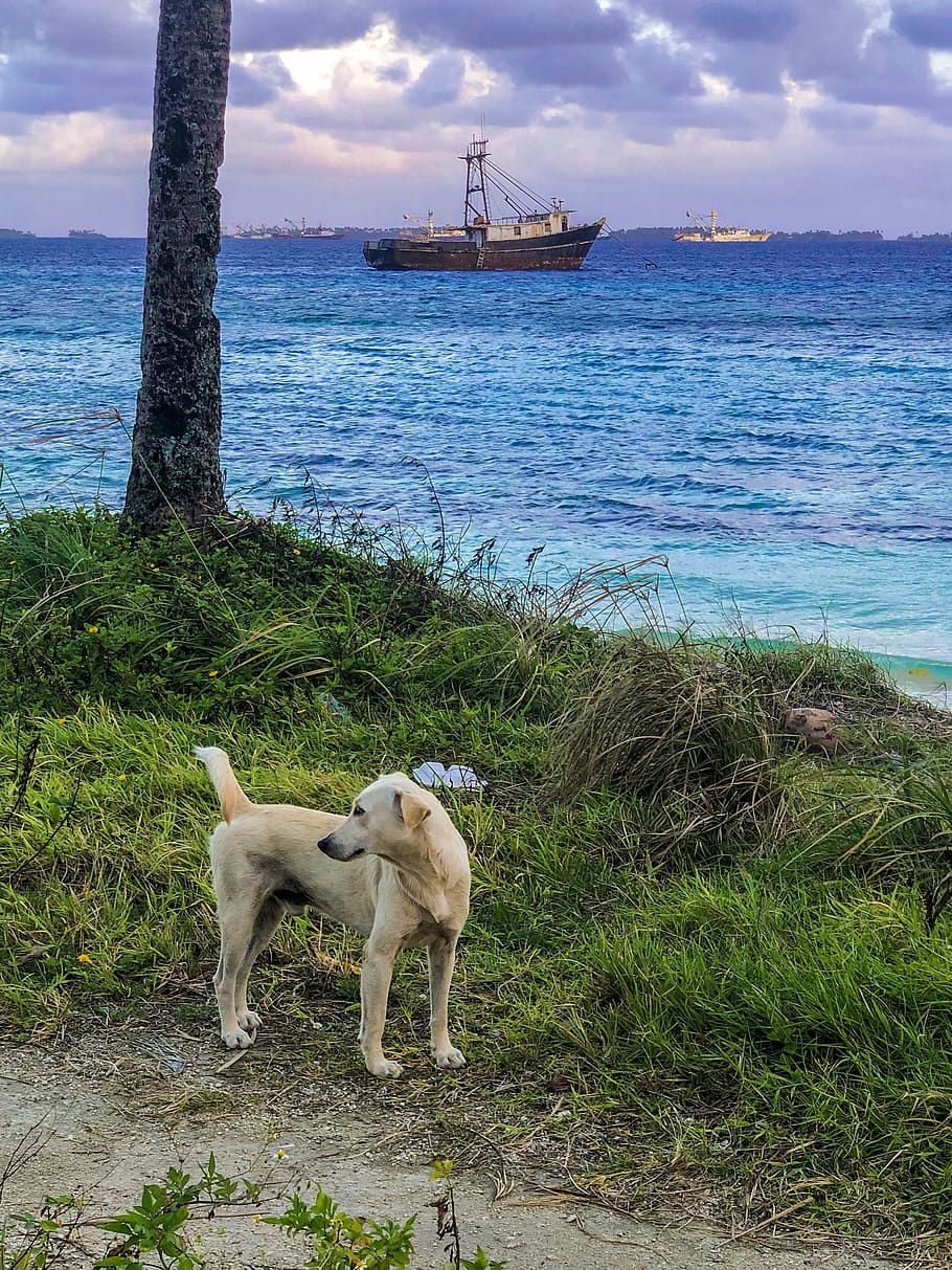 pet dog beside tree, water, animal themes, mammal, sea, canine HD wallpaper