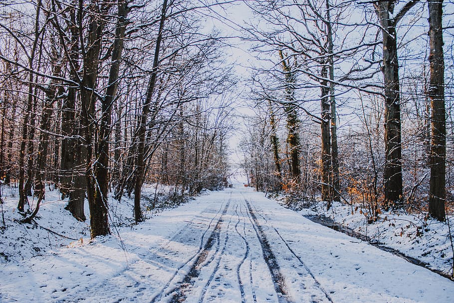snow-covered trees, nature, plant, outdoors, winter, landscape HD wallpaper
