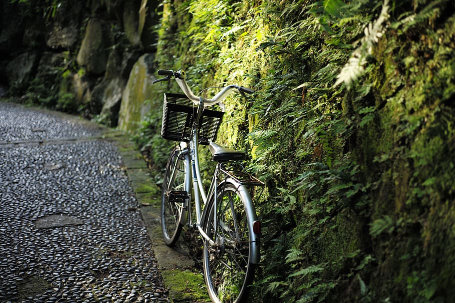 bicycle, transportation, plant, land vehicle, tree, day, stationary HD wallpaper