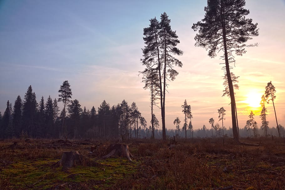 forest, autumn, evening, sun, tree, plant, sky, tranquility HD wallpaper