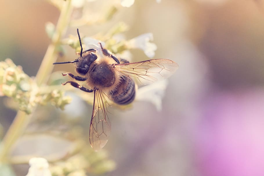 germany, karlsruhe, animal themes, invertebrate, animal wildlife HD wallpaper