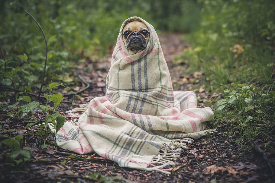 fawn pug covered by Burberry textile between plants, canine, one animal