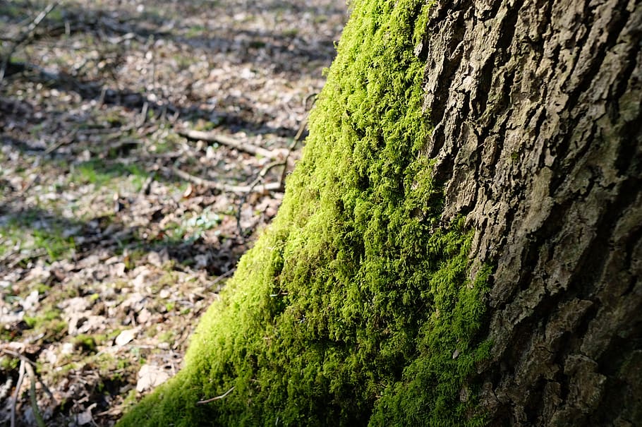 trees, forest, tree trunk, plant, moss, focus on foreground HD wallpaper