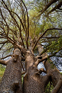 tree, cedar, ancient, wood, forest, countryside, lebanon, plant HD wallpaper