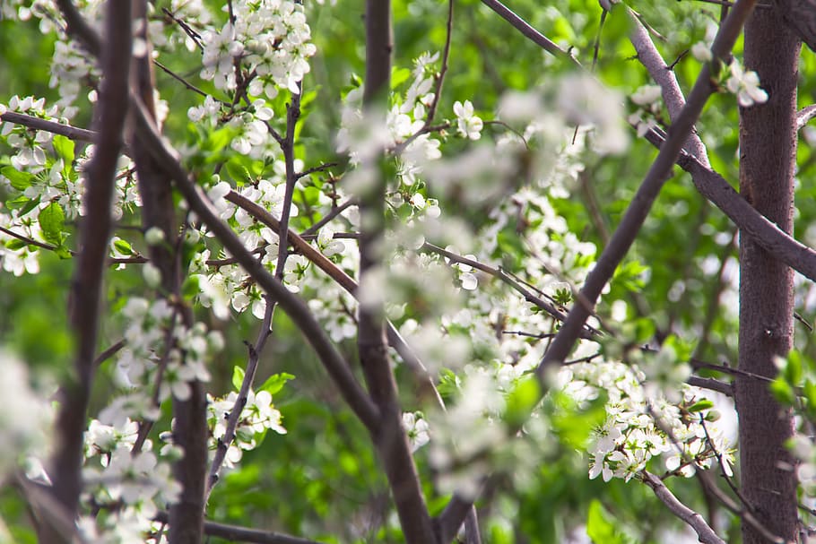 leaf, green, flower, blur, plant, close-up, garden, branch HD wallpaper