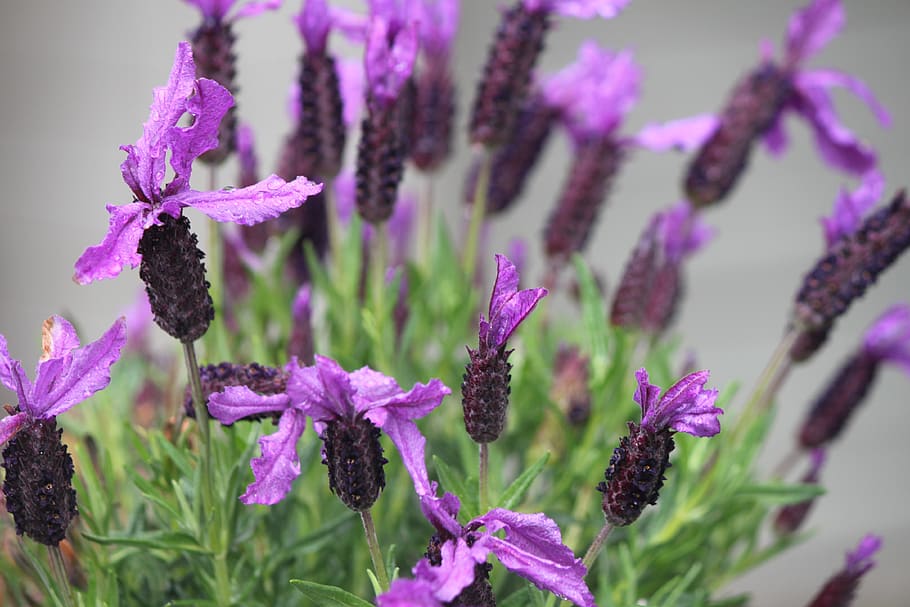 lavender, flower, spring, bloom, flowering plant, growth, vulnerability HD wallpaper
