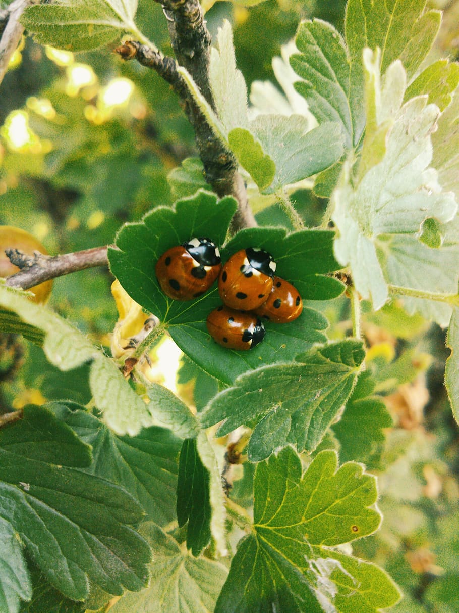 lady bug on leaf, plant part, insect, invertebrate, animal themes HD wallpaper