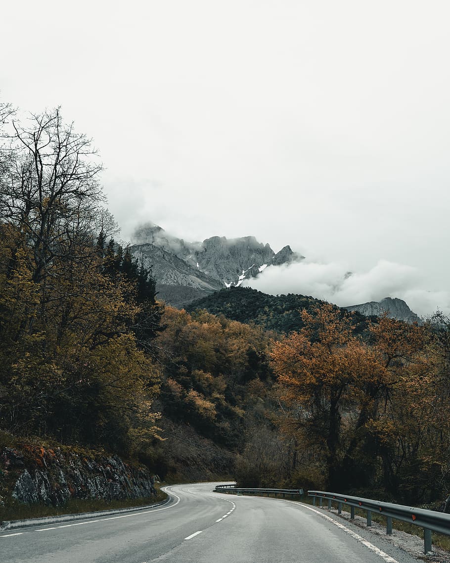 concrete road surrounded with trees, transportation, sky, plant HD wallpaper