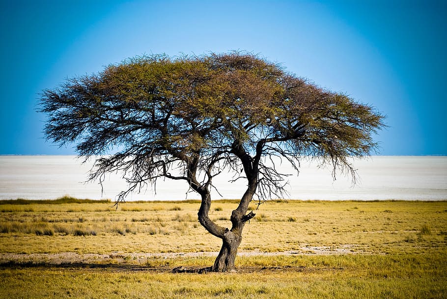 HD wallpaper: namibia, okaukuejo, etosha national park, tree, plant ...