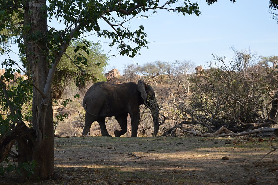 elephant, mapungupwe, wild, africa, nature, mammal, dangerous HD wallpaper