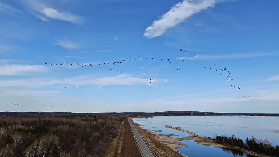 sky, cloud - sky, bird, nature, animal wildlife, beauty in nature HD wallpaper