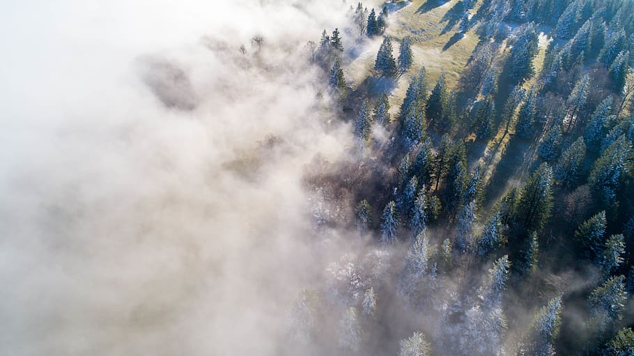 green forest covered with fogs, nature, plant, tree, abies, fir HD wallpaper