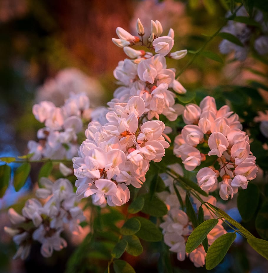 cherry blossom, white, pink, spring, bloom, summer, macro, green HD wallpaper