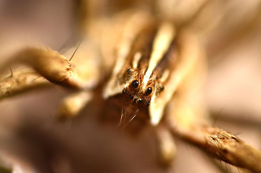 spider, brown, animal, macro, micro, insect, nature, feet, eyes HD wallpaper
