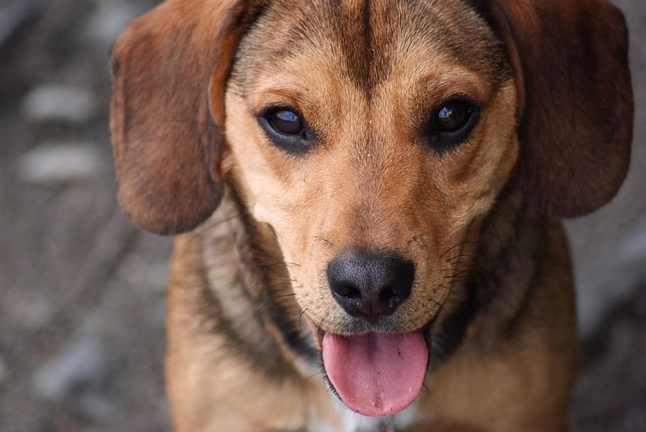 germany, frankfurt, one animal, domestic, dog, domestic animals HD wallpaper