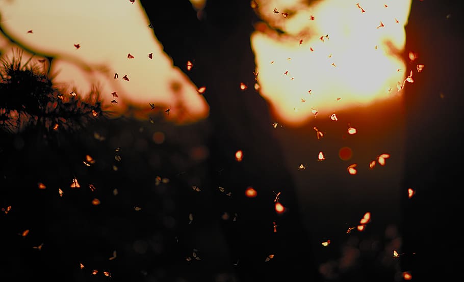 red and white polka dot textile, light, flare, fire, flame, leaf HD wallpaper