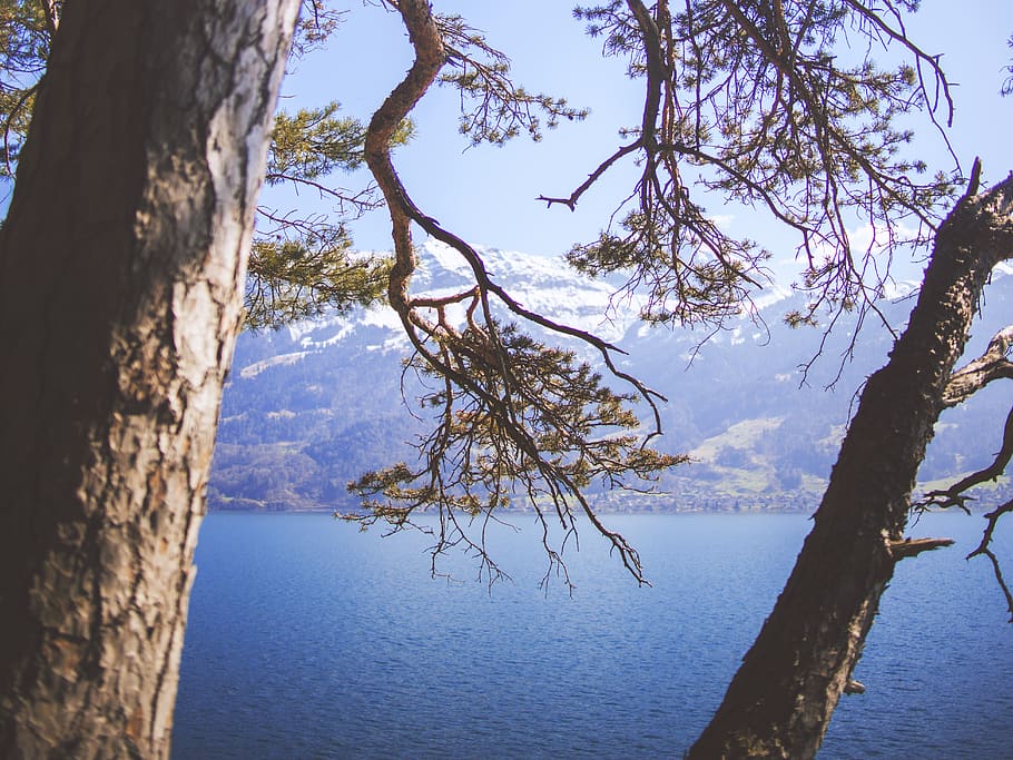 hike, nature, background, sky, blue, tree, thun, interlaken HD wallpaper