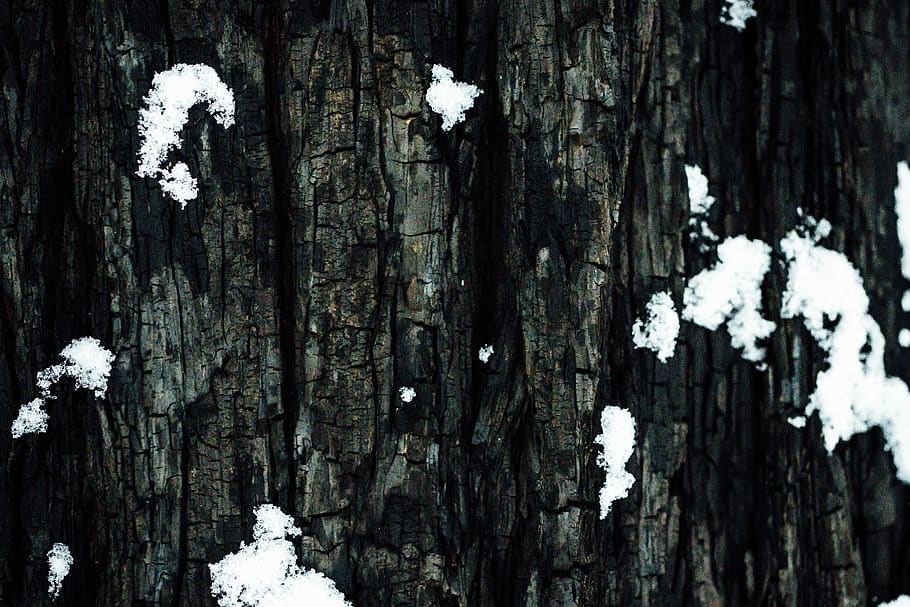 tree, forest, texture, burnt, snow, winter, yosemite, redwood HD wallpaper