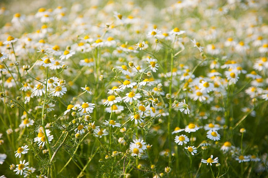 field, chamomile, white, flowers, grass, meadow, spring, vegetation HD wallpaper