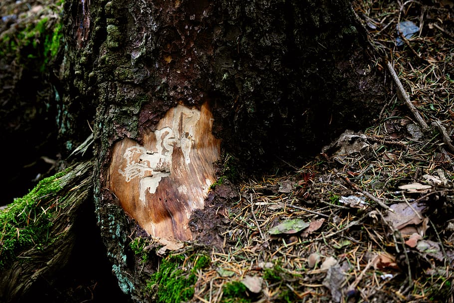 bark beetles, tree, pest, structure, chip away, damaged, forestry HD wallpaper