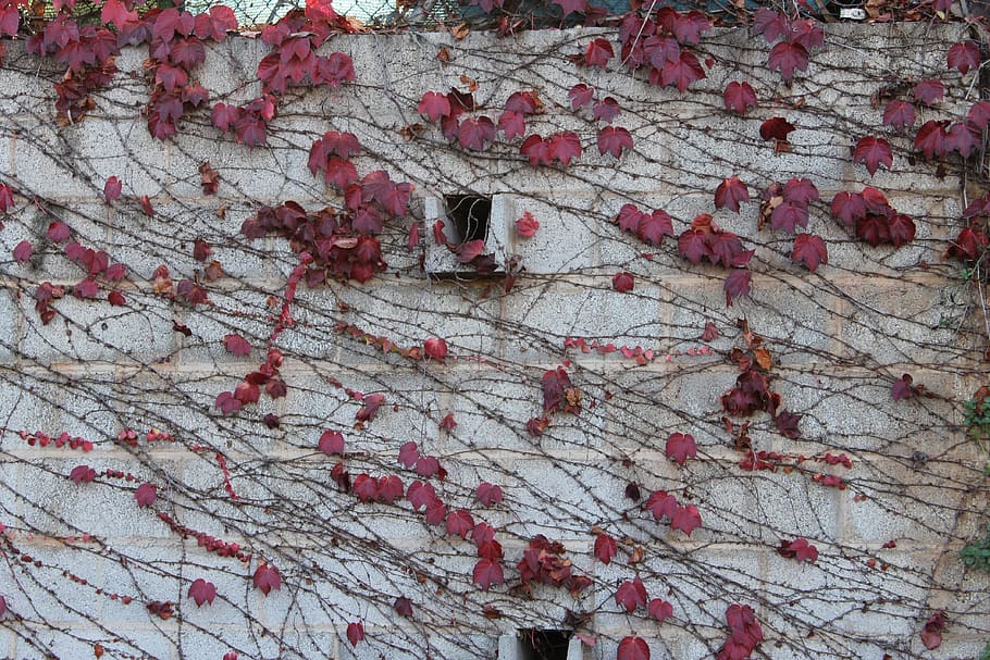 ivy, autumn, wall, red, full frame, plant, no people, tree HD wallpaper
