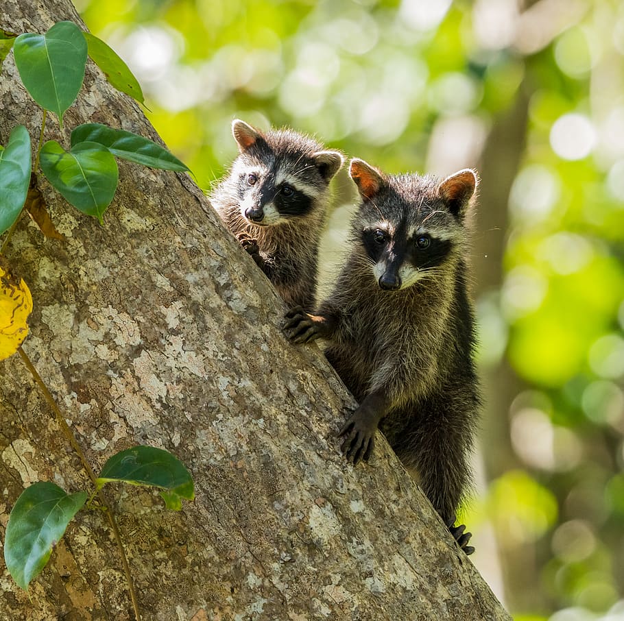 two brown and black mammals clinging on tree trunk, animal, costa rica, HD wallpaper