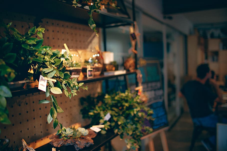 green plants on rack, human, person, tabletop, furniture, blossom HD wallpaper