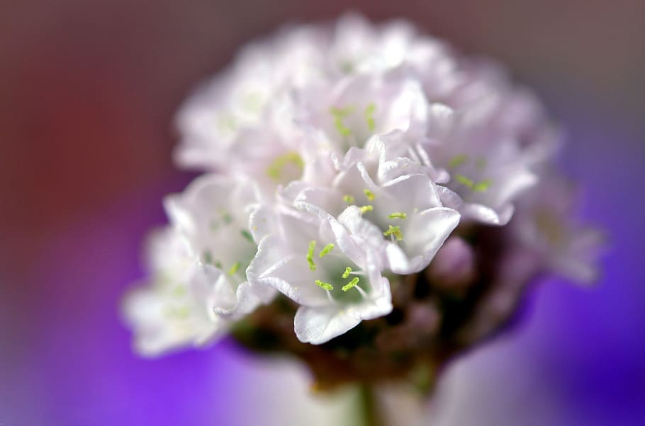 flower, white, spring, floral, nature, flowering plant, close-up HD wallpaper