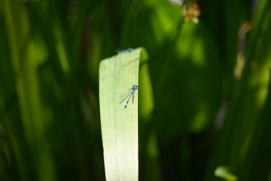dragonfly, blue, leaf, green color, insect, animals in the wild HD wallpaper