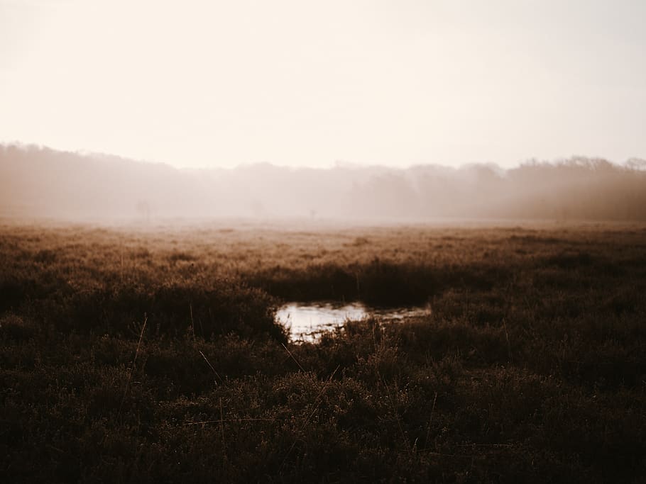 green grass field, outdoors, land, nature, water, bog, marsh HD wallpaper