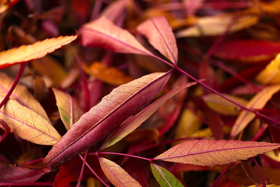 autumn, nature, fall, forest, october, seasonal, leaves, tree HD wallpaper