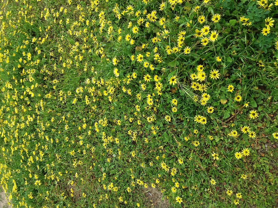 flowers, growth, green color, plant, yellow, nature, full frame HD wallpaper