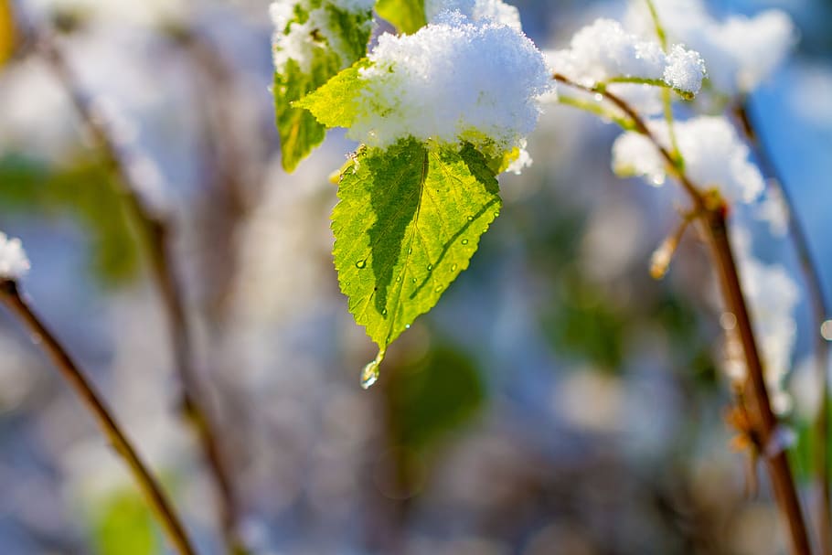 leaf, winter, cold, frost, nature, bush, tree, snow, wintry HD wallpaper