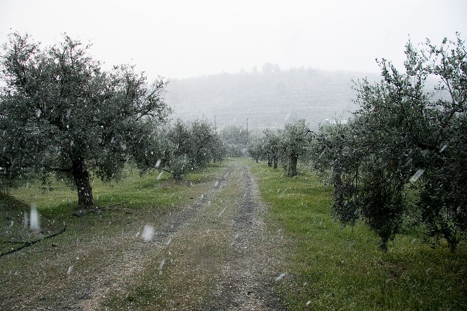 trees, olive trees, village, mountains, snow, winter, snowing HD wallpaper