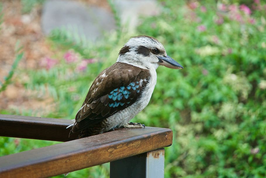 kookaburra, australia, bird, resting, blue wing, wildlife, nature HD wallpaper