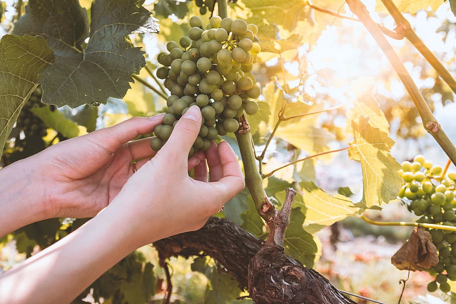 Farmer in his vineyard checking his product for wine, fruit, food and drink HD wallpaper