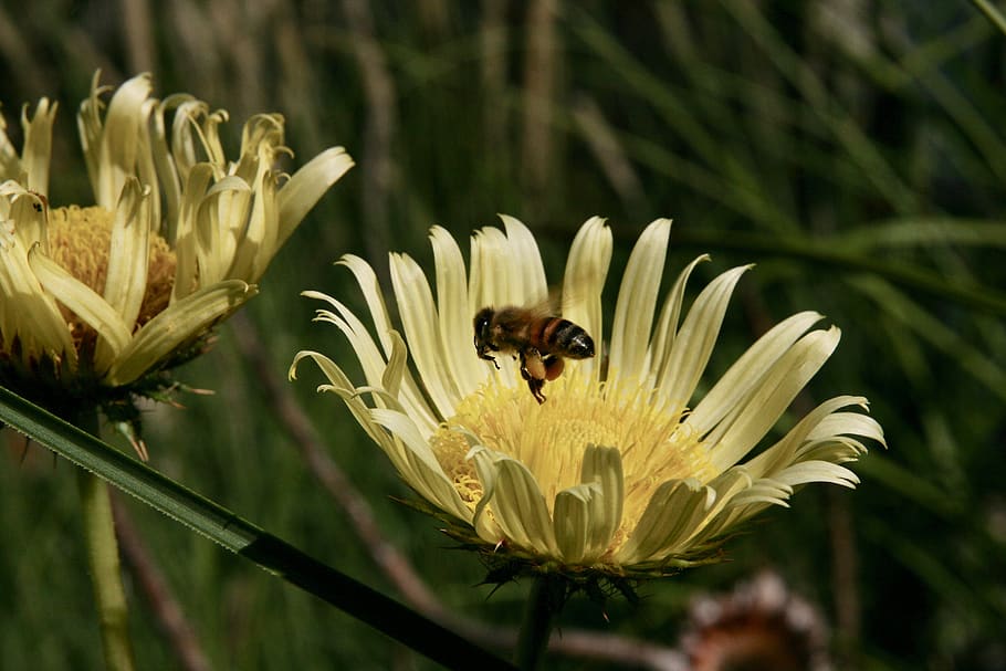 bee, nectar, insect, flower, blossom, bloom, yellow, honey bee HD wallpaper