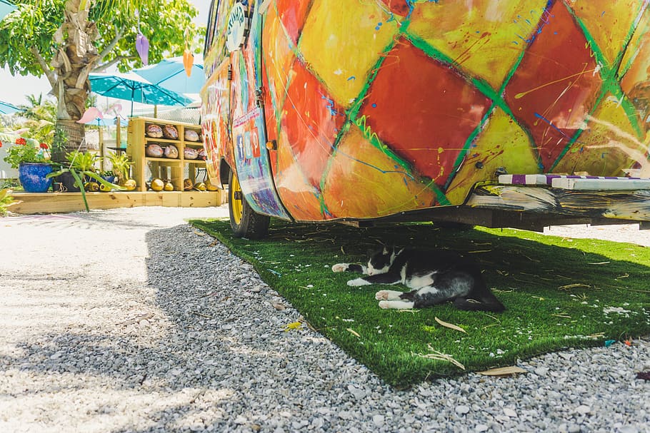 cat, camper, color, mammal, one animal, domestic, domestic animals HD wallpaper