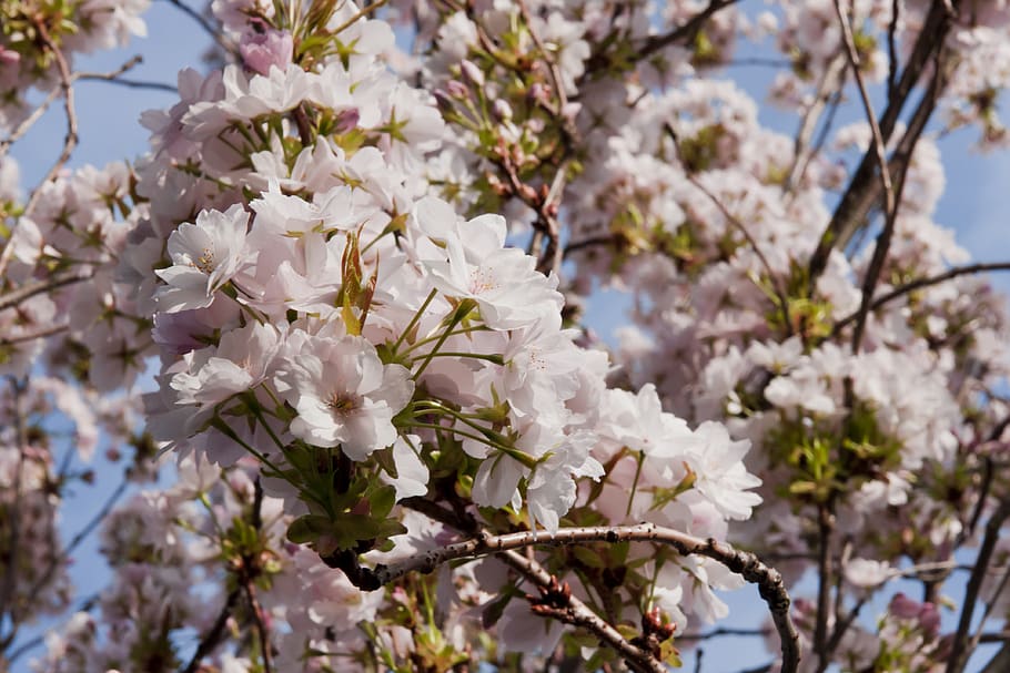 spring, petals, blossom, flowering plant, fragility, tree, freshness HD wallpaper