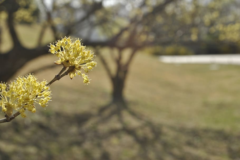 cornus, flowers, yellow, spring flowers, garden, flowering HD wallpaper