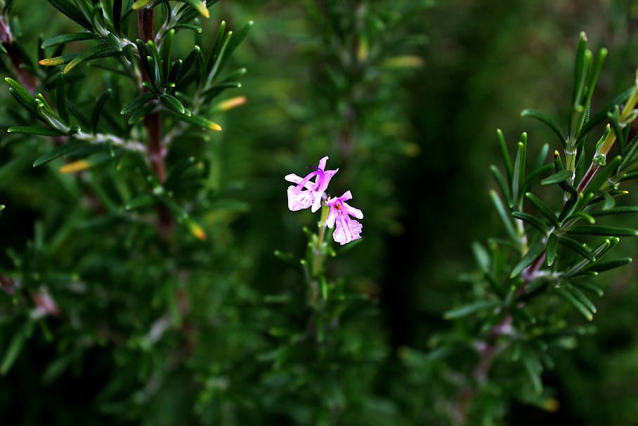 rosemary, bloom, flower, plant, flowering plant, freshness HD wallpaper