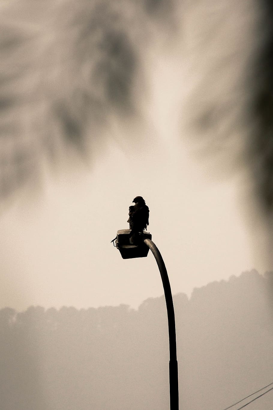 eagle, hawk, electric pole, bird, animals in the wild, animal wildlife HD wallpaper