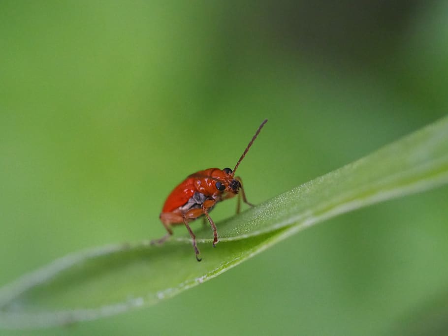 insect, bug, beetle, nature, wildlife, animal, delicate, outdoor HD wallpaper