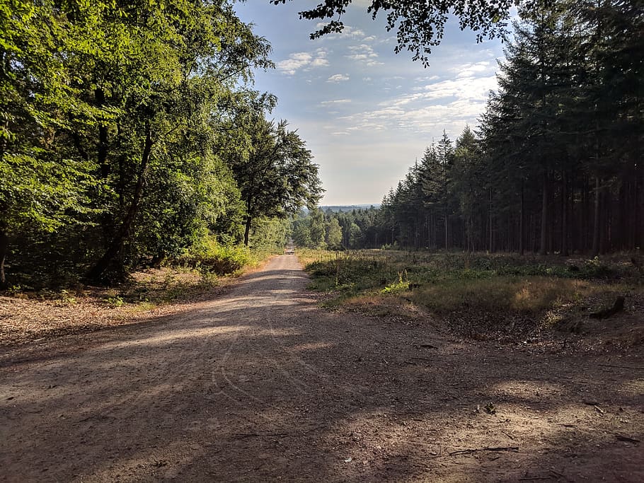 path, forest, trees, plant, direction, the way forward, road HD wallpaper