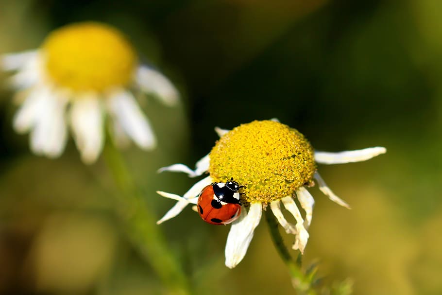 ladybug, red, points, flower, beetle, insect, nature, lucky charm HD wallpaper